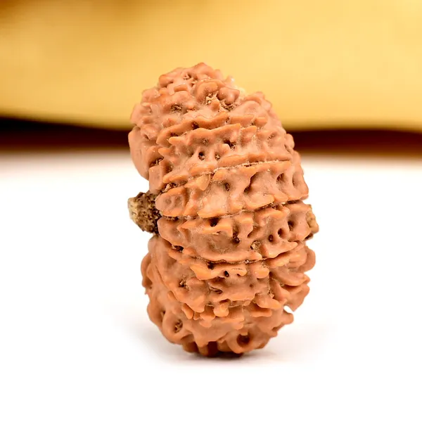14_Mukhi_From_Nepal_Small_Ccxv