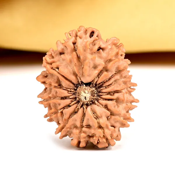 14_Mukhi_From_Nepal_Small_Ccxv