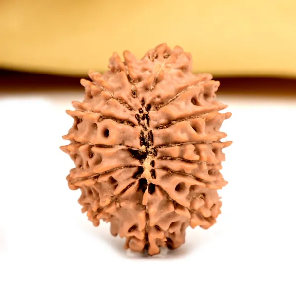 14_Mukhi_From_Nepal_Small_Ccxv