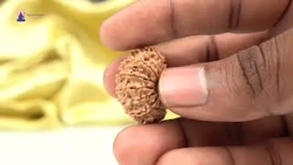 14_Mukhi_From_Nepal_Small_Ccxv