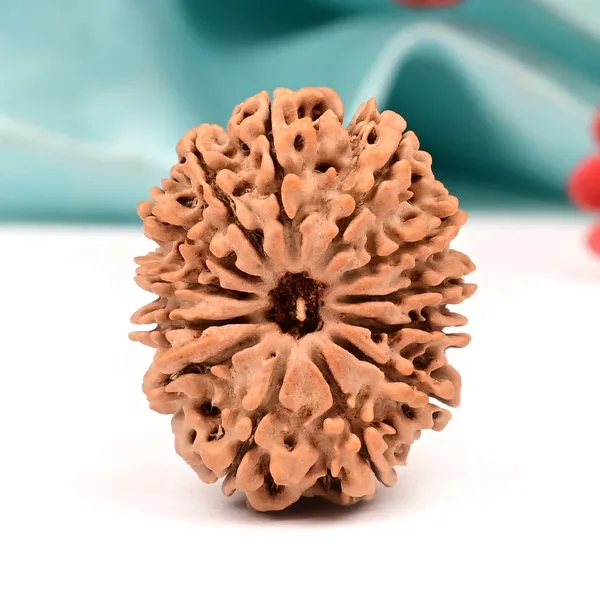 Techpandit_13_Mukhi_Nepal_Brown_Rudraksha_Bead