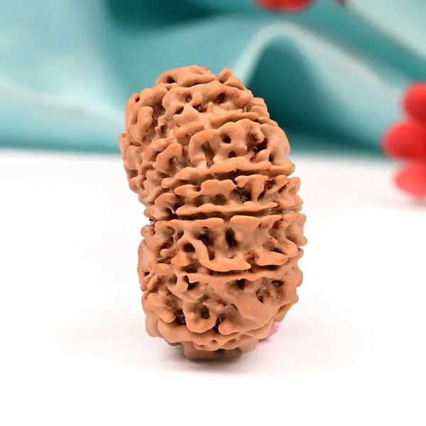Techpandit_13_Mukhi_Nepal_Brown_Rudraksha_Bead