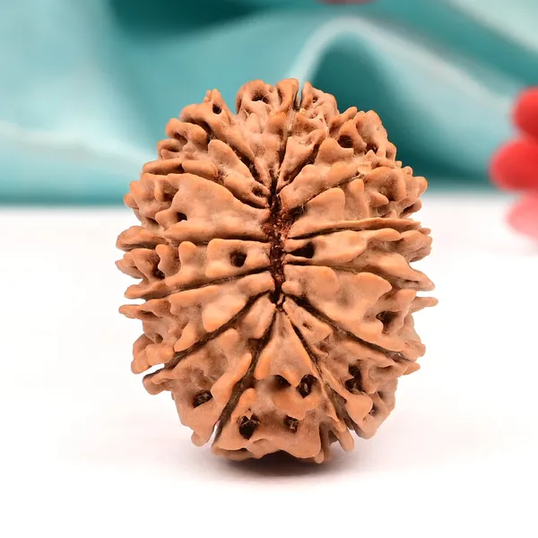 Techpandit_13_Mukhi_Nepal_Brown_Rudraksha_Bead