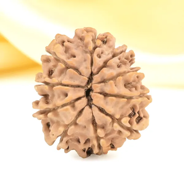 10_Mukhi_From_Nepal_Small_Cdxxix