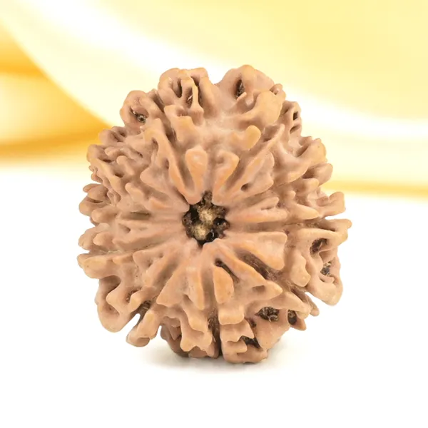 10_Mukhi_From_Nepal_Small_Cdxxix