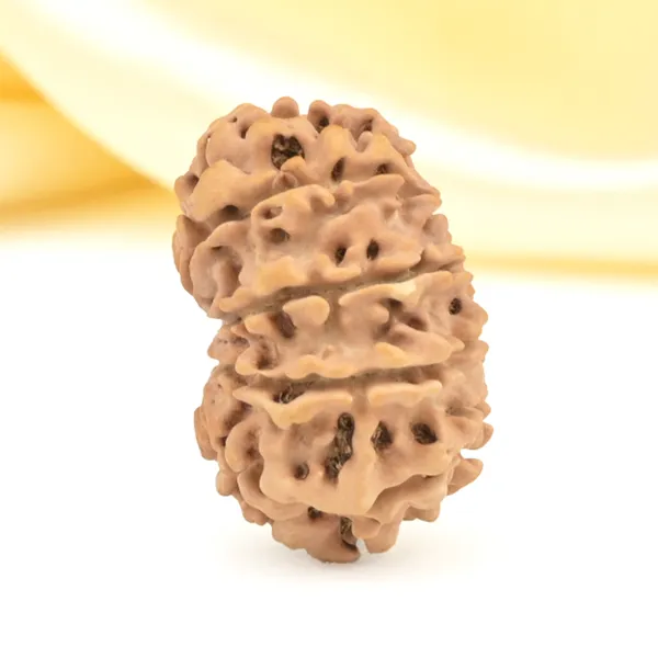 10_Mukhi_From_Nepal_Small_Cdxxix