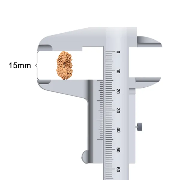 18_Mukhi_Java_Rudraksha_Bead_Indonesia