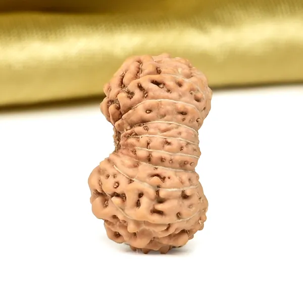 18_Mukhi_Java_Rudraksha_Bead_Indonesia