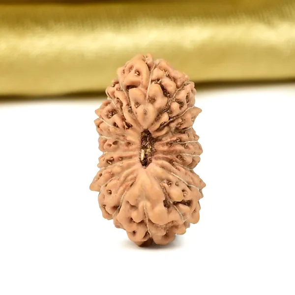 18_Mukhi_Java_Rudraksha_Bead_Indonesia