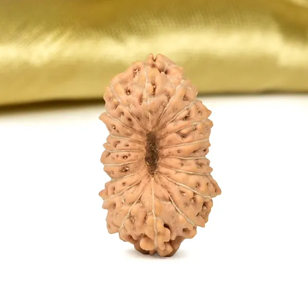 18_Mukhi_Java_Rudraksha_Bead_Indonesia