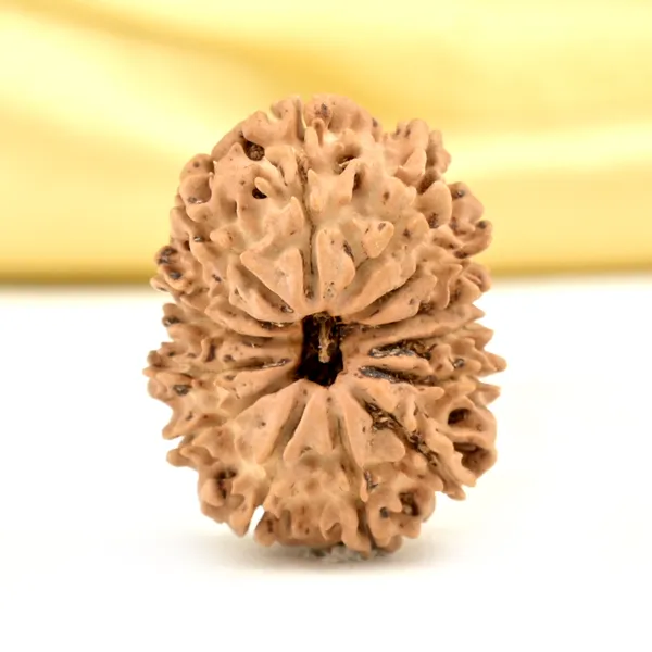 14_Mukhi_Rudraksha_Bead_Nepal_Origin_Deva_Mani