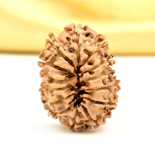 14_Mukhi_Rudraksha_Bead_Nepal_Origin_Deva_Mani