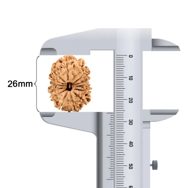 14_Mukhi_Rudraksha_Bead_Nepal_Origin_Deva_Mani