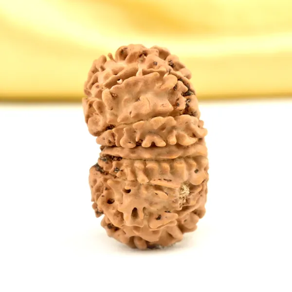 14_Mukhi_Rudraksha_Bead_Nepal_Origin_Deva_Mani