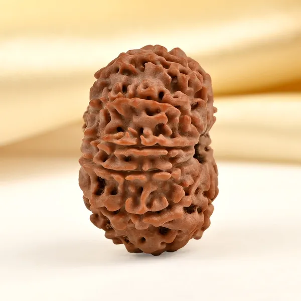 10_Mukhi_From_Nepal_Ccc