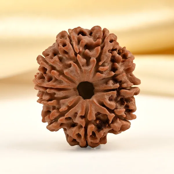 10_Mukhi_From_Nepal_Ccc