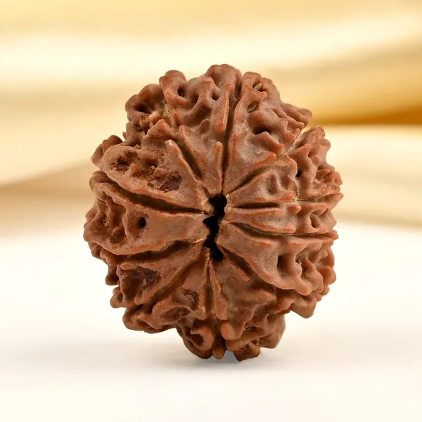 10_Mukhi_From_Nepal_Ccc