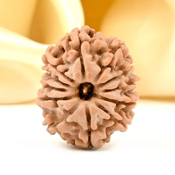 12_Mukhi_From_Nepal_Small_Cdxcii