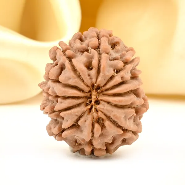12_Mukhi_From_Nepal_Small_Cdxcii