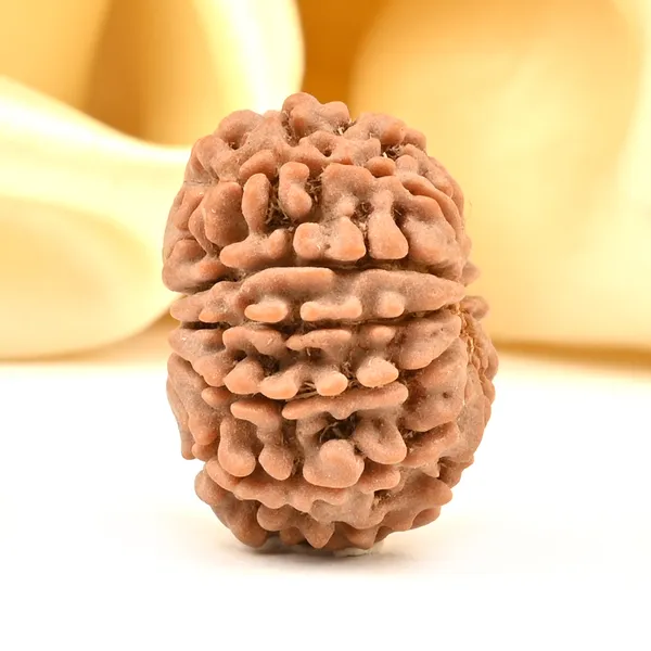 12_Mukhi_From_Nepal_Small_Cdxcii