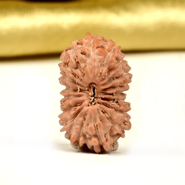 18_Mukhi_From_Java_Indonesia_Small_Ccxxvi