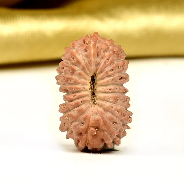 18_Mukhi_From_Java_Indonesia_Small_Ccxxvi