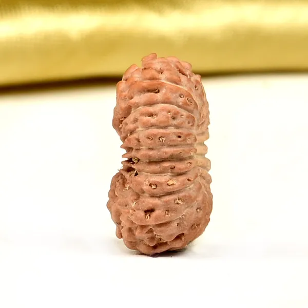 18_Mukhi_From_Java_Indonesia_Small_Ccxxvi