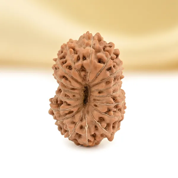 17_Mukhi_From_Java_Indonesia_Small_Cclxvii