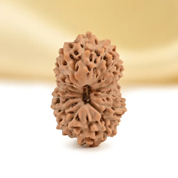 17_Mukhi_From_Java_Indonesia_Small_Cclxvii
