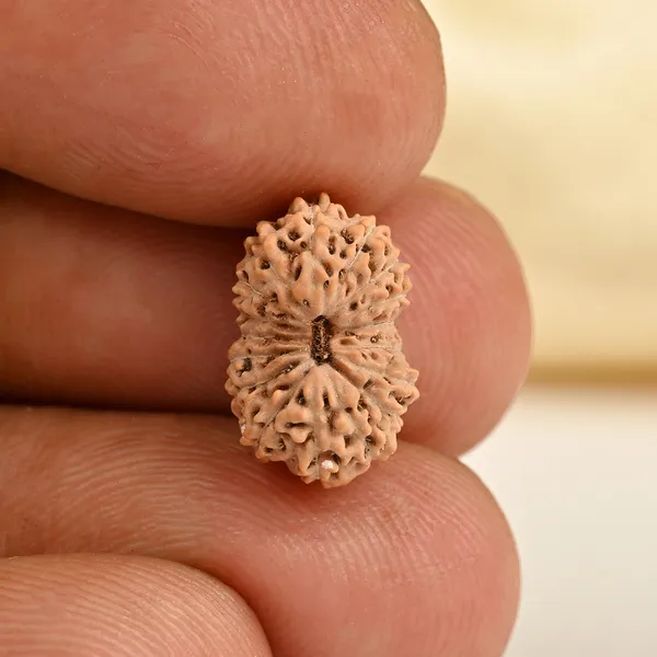 17_Mukhi_From_Java_Indonesia_Small_Cclxvii