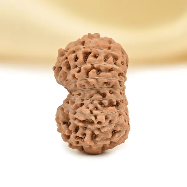 17_Mukhi_From_Java_Indonesia_Small_Cclxvii