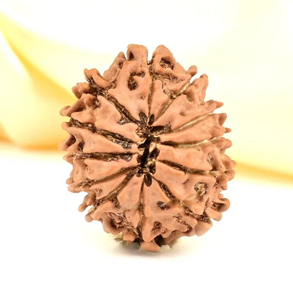 12_Mukhi_From_Nepal_Small_Cdlxxiii
