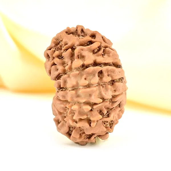 12_Mukhi_From_Nepal_Small_Cdlxxiii