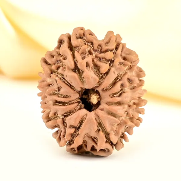 12_Mukhi_From_Nepal_Small_Cdlxxiii