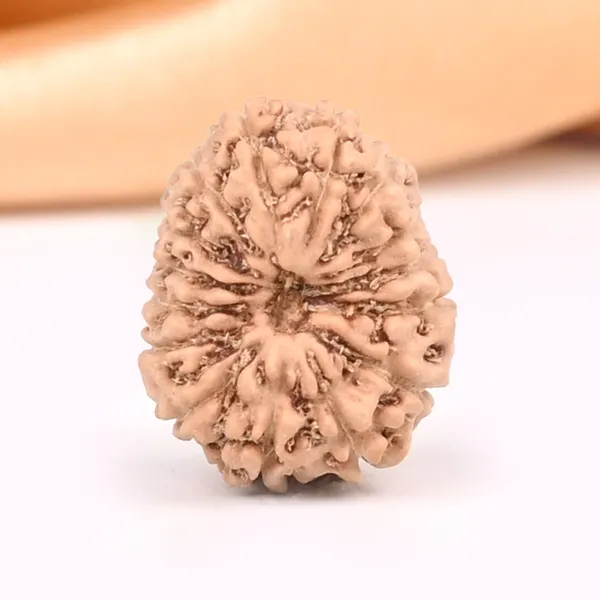 15_Mukhi_From_Java_Indonesia_Small_Cclxxii
