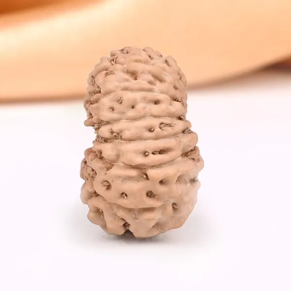 15_Mukhi_From_Java_Indonesia_Small_Cclxxii