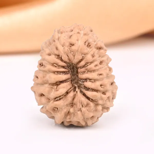 15_Mukhi_From_Java_Indonesia_Small_Cclxxii