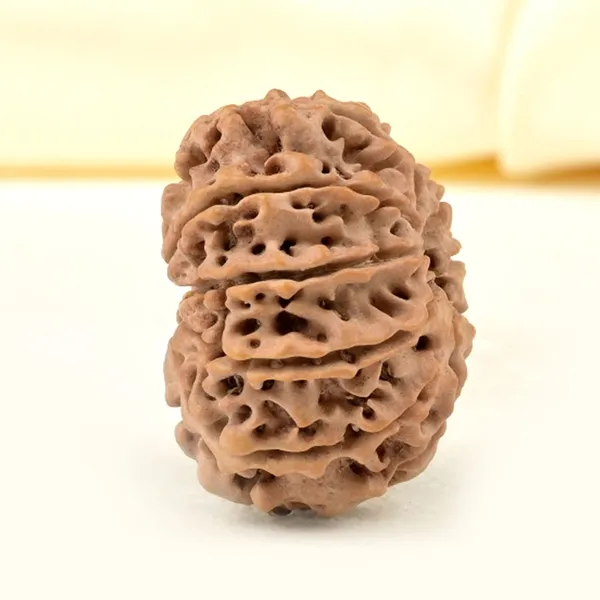 Techpandit_10_Mukhi_Rudraksha_Bead_Nepal