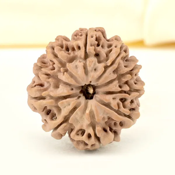 Techpandit_10_Mukhi_Rudraksha_Bead_Nepal