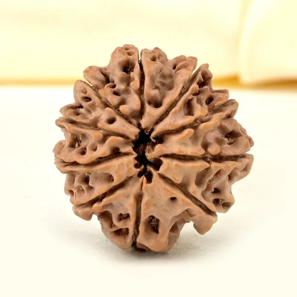 Techpandit_10_Mukhi_Rudraksha_Bead_Nepal
