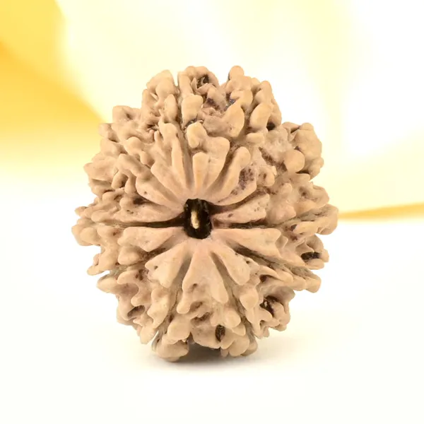 11_Mukhi_From_Nepal_Small_Ccclxv