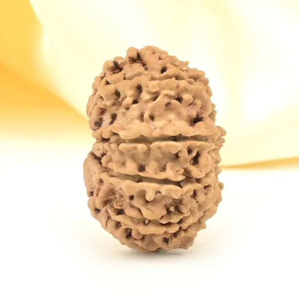11_Mukhi_From_Nepal_Small_Ccclxv