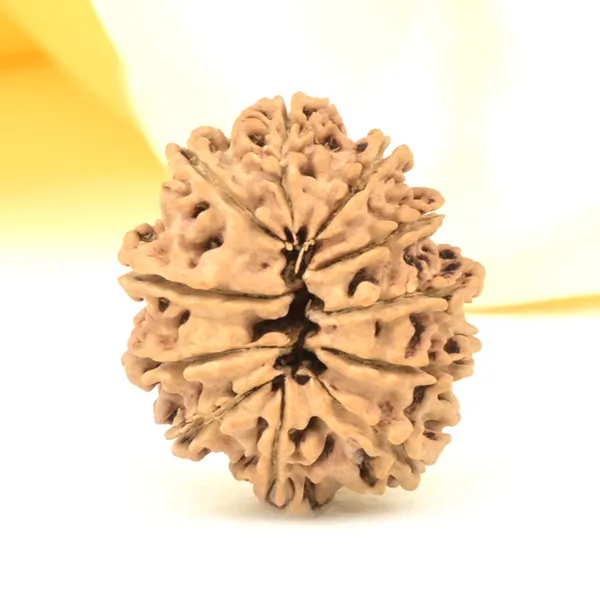 11_Mukhi_From_Nepal_Small_Ccclxv