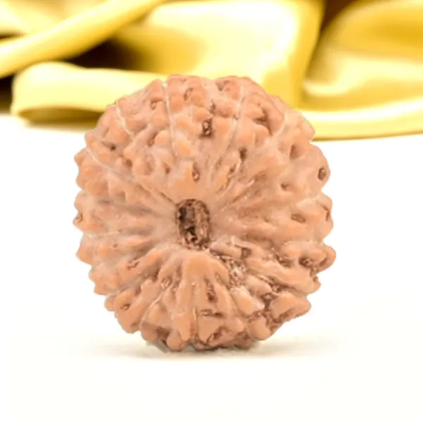 16_Mukhi_From_Java_Indonesia_Small_Cxlvi