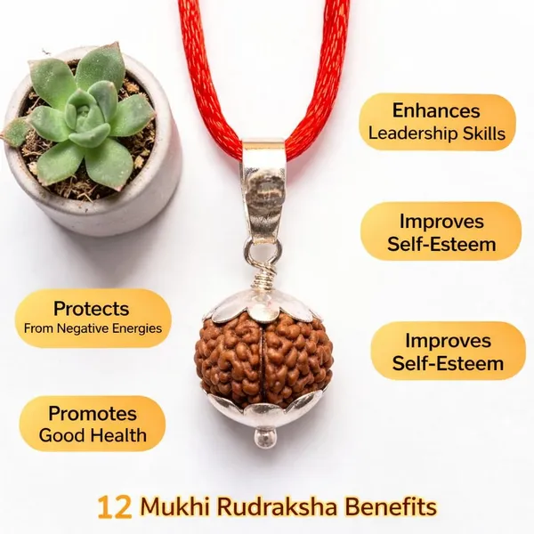 A_S_Ventures_12_Mukhi_Original_Certified_12_Face_Rudraksha_With_Silver_Capping_12_Mukhi_Blessed_100_Certified_Natural_And_Energized_For_Maximum_Benefits