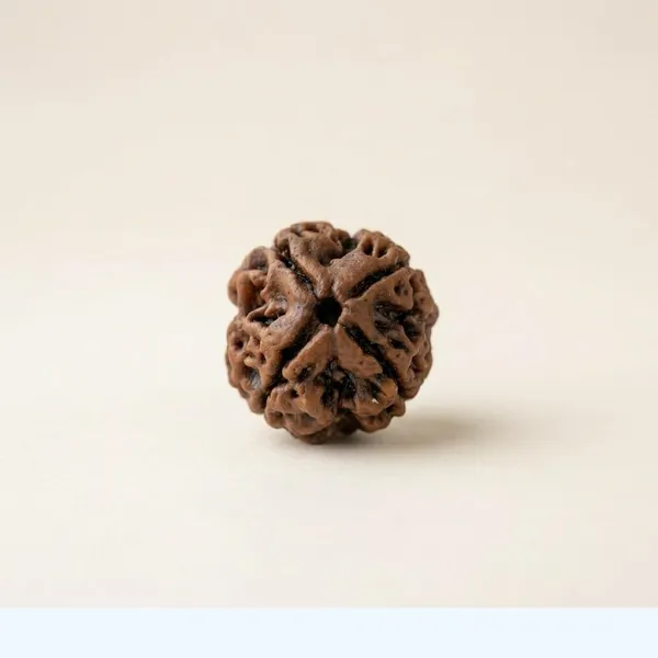 A_S_Ventures_4_Mukhi_Rudraksha_Original_Certified_Only_Natural_Char_Mukhi_Rudraksha_Bead_With_Authentic_Lab_Certificate_For_Stability_Spiritual_Growth_Unisex_Sacred_Rudraksh_Bead
