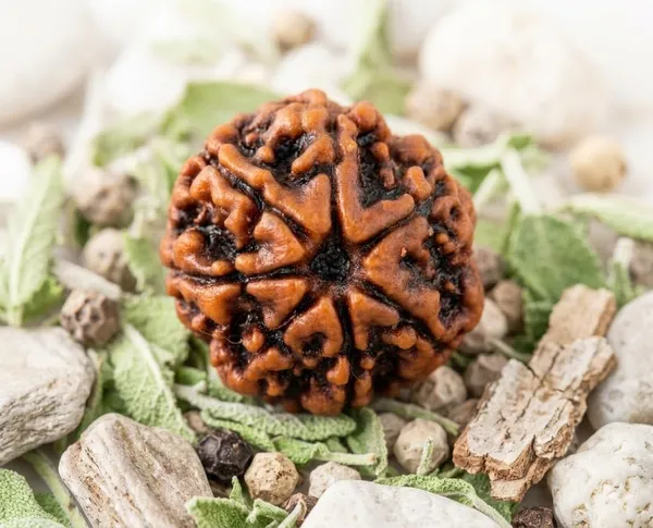 A_S_Ventures_7_Mukhi_Rudraksha_Original_Certified_Only_For_Wealth_Prosperity_Spiritual_Growth_Protection_Unisex_Sacred_Rudraksh_Bead