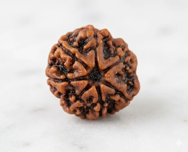 A_S_Ventures_7_Mukhi_Rudraksha_Original_Certified_Only_For_Wealth_Prosperity_Spiritual_Growth_Protection_Unisex_Sacred_Rudraksh_Bead