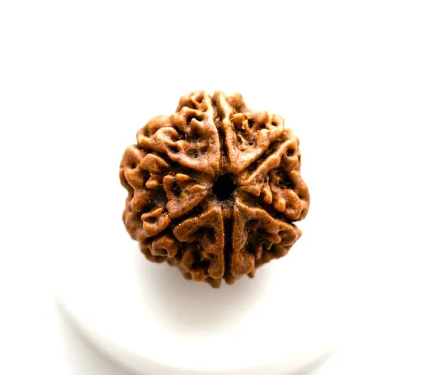 A_S_Ventures_6_Mukhi_Rudraksha_Original_Certified_Only_6_Mukhi_Rudraksha_Bead_With_Authentic_Lab_Certificate_For_Confidence_Strength_Focus_Emotional_Balance_Unisex_Sacred_Rudraksh_Bead