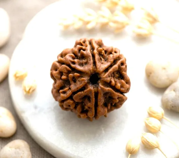 A_S_Ventures_6_Mukhi_Rudraksha_Original_Certified_Only_6_Mukhi_Rudraksha_Bead_With_Authentic_Lab_Certificate_For_Confidence_Strength_Focus_Emotional_Balance_Unisex_Sacred_Rudraksh_Bead